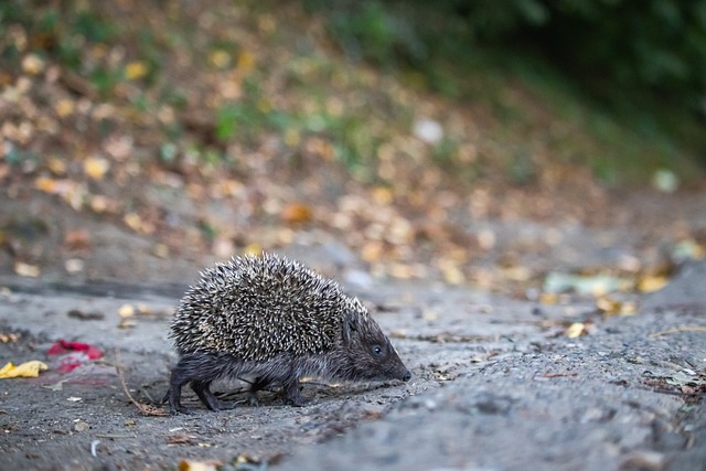 预期晚到球 预期晚到球